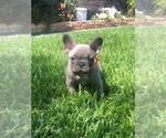 Small #7 French Bulldog