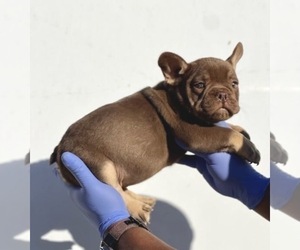 French Bulldog Puppy for sale in LOUISVILLE, KY, USA