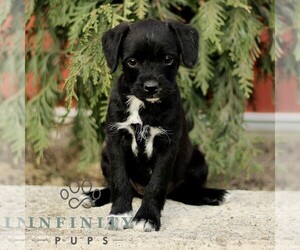 Bossi-Poo Puppy for sale in RONKS, PA, USA