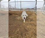 Small #3 Great Pyrenees Mix