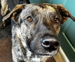 Image preview for Ad Listing. Nickname: Cooper