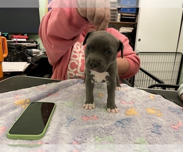 Medium Photo #2 American Pit Bull Terrier Puppy For Sale in TACOMA, WA, USA