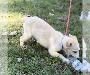 POLLY - Female Mutt Dog for Adoption - Photo #4