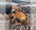 Small American Staffordshire Terrier Mix