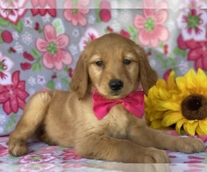 Golden Retriever Puppy for sale in LANCASTER, PA, USA