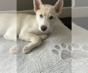 German Shepherd Dog-Siberian Husky Mix Puppy for sale in CAMAS, WA, USA