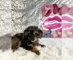 Solo - Male Bernedoodle (Miniature) (+ Poodle Miniature) Puppy for Sale - Photo #4
