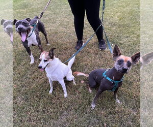 Gayle - Female Mutt Dog for Adoption - Photo #37