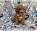 Small #6 Cavapoo (Standard)