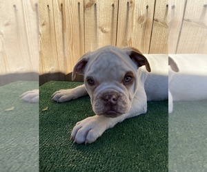 American Bulldog Puppy for sale in RIVERSIDE, CA, USA