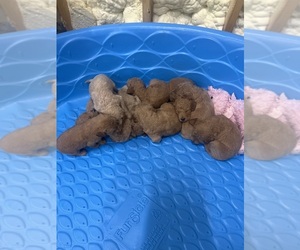 Goldendoodle (Miniature) Litter for sale in THEODOSIA, MO, USA