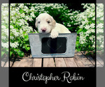 Small #2 Bernedoodle-Poodle (Standard) Mix