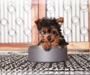 Yorkshire Terrier Puppy for Sale in NAPLES, Florida USA