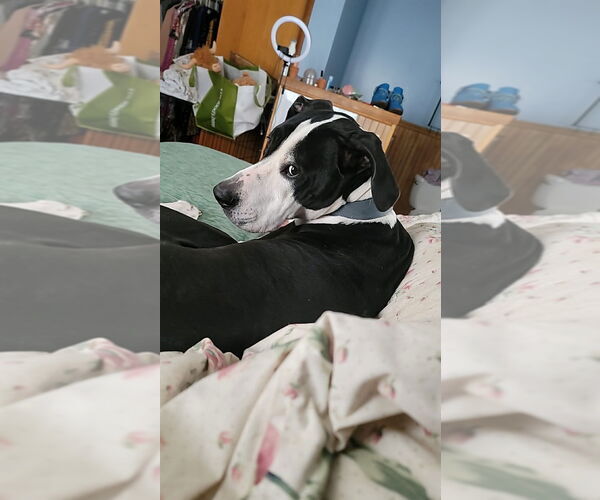 Medium Photo #2 Great Dane-Unknown Mix Puppy For Sale in Bullard, TX, USA