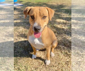 Donut - Female Mutt Dog for Adoption - Photo #2