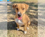 Small Photo #2 Mutt Puppy For Sale in Bryant, AR, USA