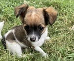Small Photo #7 Chihuahua Puppy For Sale in NEVADA, TX, USA