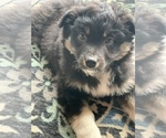 Small Photo #32 Miniature Australian Shepherd Puppy For Sale in BETHANY, IL, USA