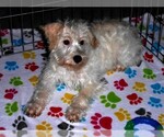 Small #11 Schnoodle (Miniature)