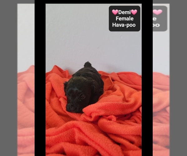 Medium Photo #2 Havapoo Puppy For Sale in TUCSON, AZ, USA