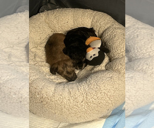 YorkiePoo Litter for sale in OCEAN PARK, WA, USA