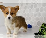 Small #27 Pembroke Welsh Corgi