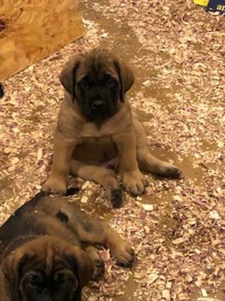 Medium Photo #1 Mastiff Puppy For Sale in GLENWOOD, MN, USA
