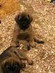 Small Photo #1 Mastiff Puppy For Sale in GLENWOOD, MN, USA