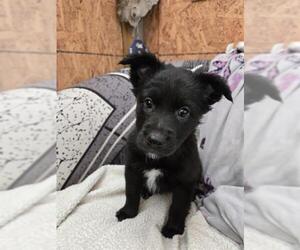 Siberian Husky-Unknown Mix Dogs for adoption in Pueblo, CO, USA