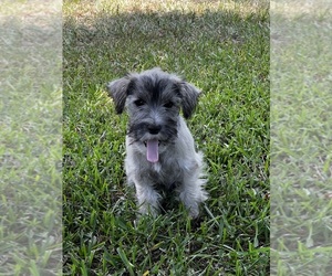 Schnauzer (Miniature) Puppy for sale in IDEAL, GA, USA