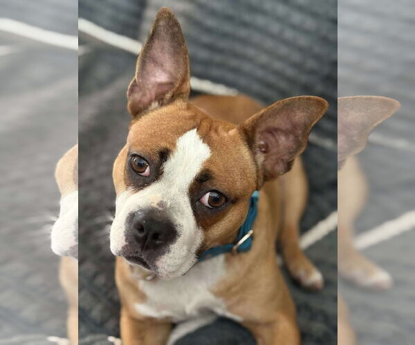 Medium Photo #4 English Boston Bulldog Puppy For Sale in Oro Medonte, Ontario, Canada