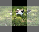 Image preview for Ad Listing. Nickname: Ethel