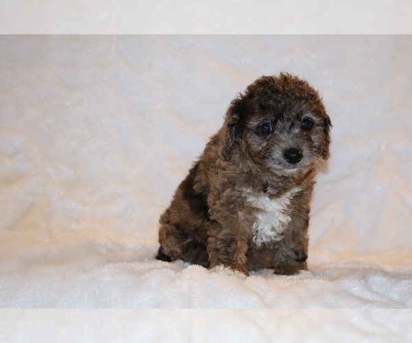 Medium Photo #2 Poodle (Toy) Puppy For Sale in DYERSBURG, TN, USA