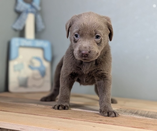 Medium Photo #2 Labrador Retriever Puppy For Sale in GOSHEN, IN, USA