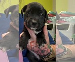 Small #2 Boxador