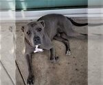 Small Photo #4 American Staffordshire Terrier Puppy For Sale in Dana Point, CA, USA