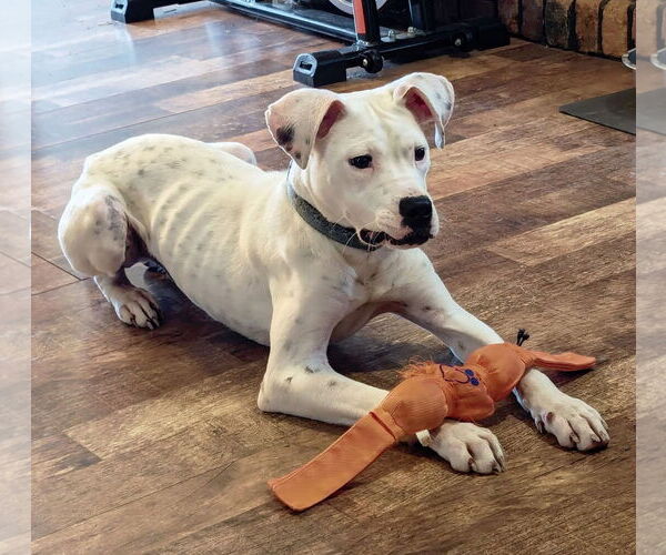 Medium Photo #10 Boxer-Unknown Mix Puppy For Sale in Germantown, OH, USA