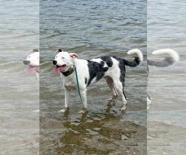 Medium Photo #1 Catahoula Leopard Dog-Unknown Mix Puppy For Sale in Highland, IL, USA