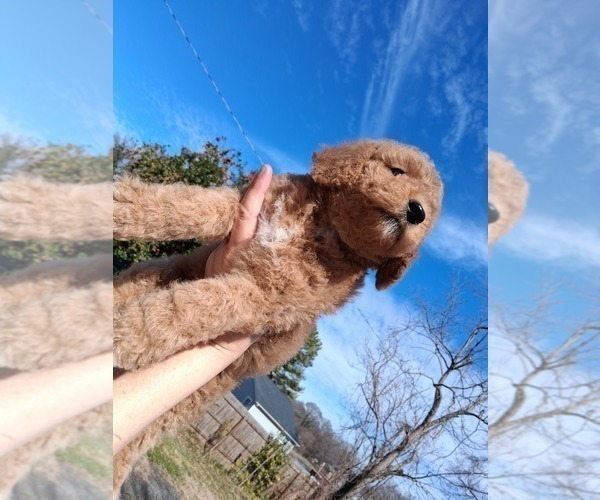 Medium Photo #20 Goldendoodle (Miniature) Puppy For Sale in GASTONIA, NC, USA