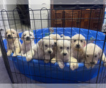 Small #1 Golden Retriever
