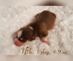Small Photo #46 Pomsky Puppy For Sale in RAMONA, CA, USA