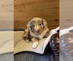 Small Photo #3 Australian Shepherd Puppy For Sale in E WALLINGFORD, VT, USA