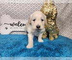 Small Photo #10 Goldendoodle mix (+ Poodle Toy) Puppy For Sale in BLACK FOREST, CO, USA
