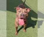 Small #5 American Pit Bull Terrier Mix