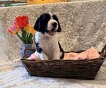 Small English Springer Spaniel