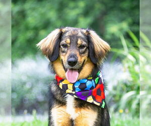 Australian Shepherd-Unknown Mix Dogs for adoption in Unionville, PA, USA