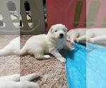 Small Photo #4 Samoyed Puppy For Sale in STATEN ISLAND, NY, USA