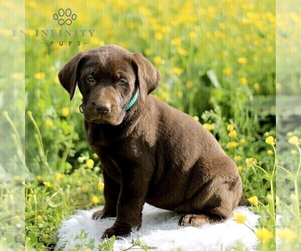 Medium Photo #4 Labrador Retriever Puppy For Sale in COATESVILLE, PA, USA