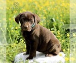 Small Photo #4 Labrador Retriever Puppy For Sale in COATESVILLE, PA, USA