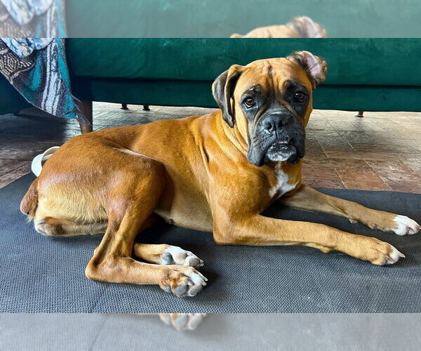Medium Photo #4 Boxer Puppy For Sale in Austin, TX, USA
